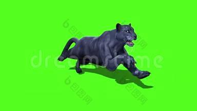 黑豹猫猫跑循环绿色屏幕顶部三维渲染动画动物