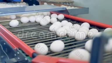 鸡蛋厂工作人员分拣鸡蛋时，鸡蛋正在输送机上移动..