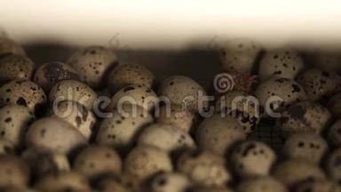 小鹌鹑小鸡在鸟场孵化室的一堆卵中孵化