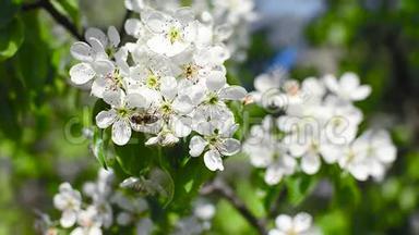 春天的花园里，蜜蜂授粉开梨花，公园里的梨花摇风