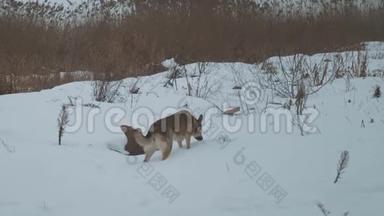 混种狗狗狗在冰冻的<strong>河流</strong>上的芦苇附近散步，雾蒙蒙的多云天气在<strong>河流</strong>附近的森林里。