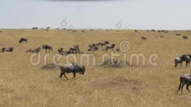 马赛马拉大草原上一群正在吃草的角马