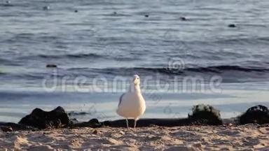 海鸥沿着沙质的海岸散步，一阵<strong>清新</strong>的<strong>微</strong>风吹过