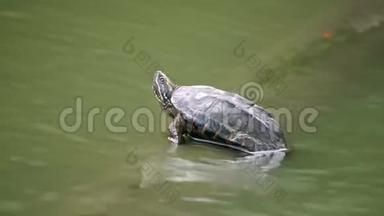 可爱的<strong>小乌龟</strong>坐在国家公园的绿色池塘里