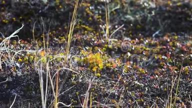 开阔的平原上长满了小草，苔软，苔藓.. 录像。 山上草地上的岩石。 美丽的风景