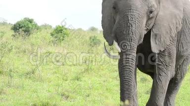 非洲大象的录像