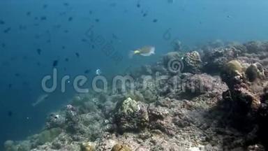 在马尔代夫惊人的海底，普费尔菲什·库格尔菲什·德特罗顿斯水下捕鱼。