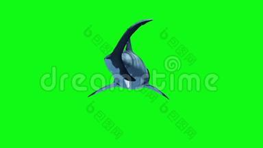 白鲨快速攻击绿色屏幕3D渲染动画