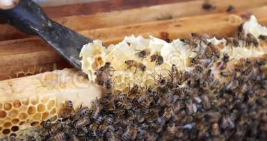 蜜蜂蜂巢的框架。 养蜂人收获蜂蜜。 养蜂人检查蜂箱。