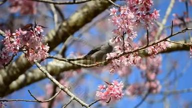 可爱的小鸟吃樱花树的花蜜