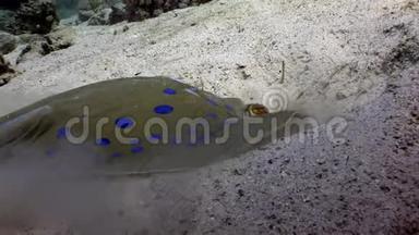 蓝色黄貂鱼在红海水下的沙滩上<strong>挖洞</strong>。