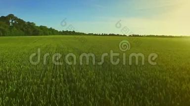 大麦场背景夏季太阳。 麦田的绿色。 夏季草地