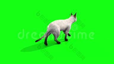 白猫猫猫猫走回<strong>动物</strong>绿屏3D渲染动画