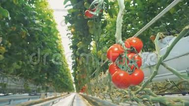 把成熟的西红柿放在温室里。