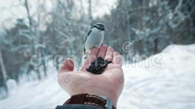 灰杰伊在下雪时吃人的手