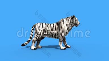 白虎大吼动物侧绿屏3D渲染动画
