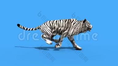 白虎跑动物循环绿色屏幕3D渲染动画