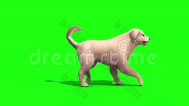 白色大狗走绿色屏幕三维渲染动画