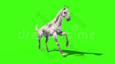 白马跑循环动物绿色屏幕3D渲染动画