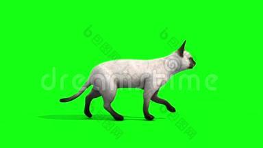 白猫猫猫猫走周期侧动物绿屏3D渲染动画