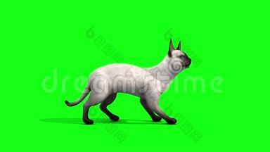 白猫猫猫侧面动物绿色屏幕三维渲染动画