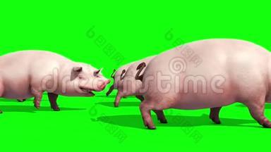 猪群<strong>动物</strong>农场步行侧绿色屏幕3D渲染动画
