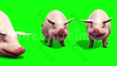 猪群动物农场食绿色<strong>屏</strong>幕3D渲染动画
