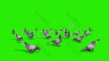一组鸽子吃绿色屏幕三维渲染动画