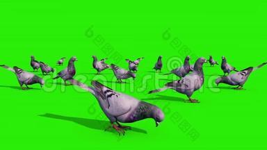 一组鸽子吃绿色屏幕前3D渲染动画