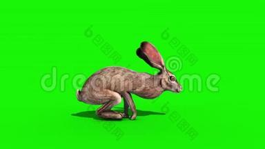 兔子跳转侧绿色屏幕3D渲染动画