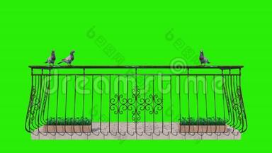 阳台绿幕3D渲染动画上的鸽子