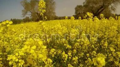 塞浦路斯深冬的百万朵鲜艳的黄花和橄榄树，蜜蜂和风，蓝天