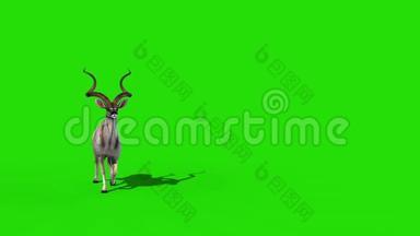 库杜非洲羚羊滩绿屏3D渲染动画