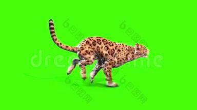 捷豹飞线侧绿色屏幕动物3D渲染动画