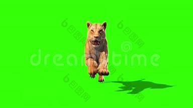 狮子轮前绿色屏幕<strong>动物</strong>3D渲染动画