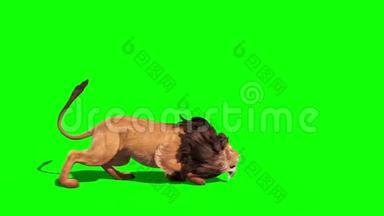 狮子攻击侧环3D渲染动画