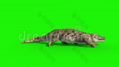 鳄鱼循环侧绿屏3D渲染动画