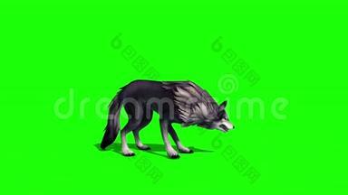 狼群死亡侧3D渲染绿色屏幕动物