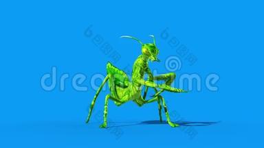 昆虫螳螂攻击前蓝屏循环3D渲染动画