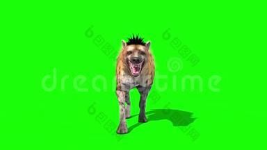 鬣狗马库拉塔<strong>动物</strong>生命周期前绿色屏幕3D渲染动画