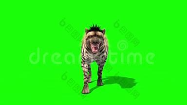鬣狗动物行走周期前绿色屏幕3D渲染动画