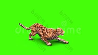 捷豹攻击侧绿色屏幕动物3D渲染动画