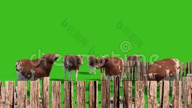 奶牛场围栏动物绿屏3D渲染动画