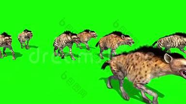 鬣狗动物漫游绿色屏幕三维渲染动画
