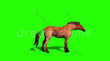 棕马Dies动物绿色屏幕边3D渲染动画