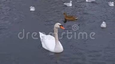 河里有美丽的白色天鹅和水中的鸭子。