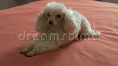可爱的米色狮子狗躺在床上。 一只娇<strong>小</strong>多情的狗，它爱玩，总是乐于<strong>主持</strong>。