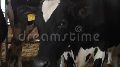 现代农场奶牛饲养过程。 关闭牛奶场的奶牛饲养。 奶<strong>牛场</strong>的奶牛吃干草。 拖拉机开进来