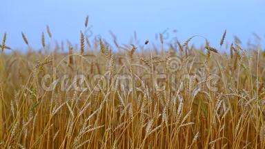 成熟的小麦小穗的<strong>金色</strong>特写在蓝天<strong>背景</strong>。 美丽的乡村风景。 成熟的<strong>金色</strong>黑麦