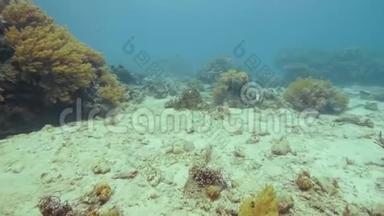 五颜六色的热带鱼在海底海底的珊瑚礁上游泳。 水下观看海洋世界，同时进行潜水